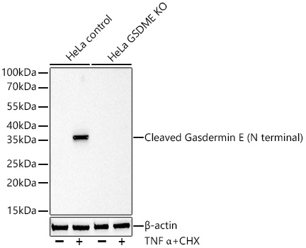 [KO Validated] Cleaved Gasdermin E (N terminal) Rabbit mAb