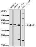 Western blot - Cyclin D1 Rabbit pAb (A2708)