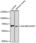 Western blot - IGF2BP2/IMP2 Rabbit pAb (A2749)