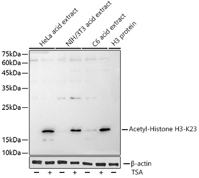 Acetyl-Histone H3-K23 Rabbit mAb