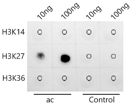 Acetyl-Histone H3-K27 Rabbit mAb