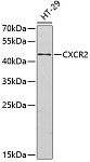 Western blot - CXCR2 Rabbit pAb (A2889)