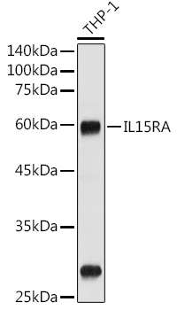 CD215/IL-15R alpha Rabbit pAb