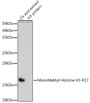 MonoMethyl-Histone H3-R17 Rabbit pAb