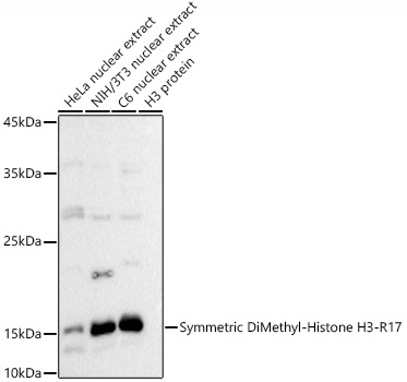 Symmetric DiMethyl-Histone H3-R17 Rabbit pAb