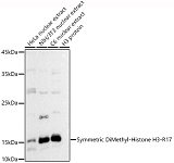 Western blot - Symmetric DiMethyl-Histone H3-R17 Rabbit pAb (A3152)