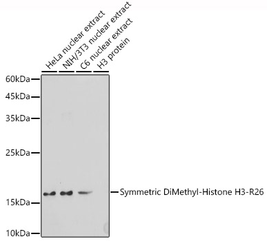 Symmetric DiMethyl-Histone H3-R26 Rabbit pAb