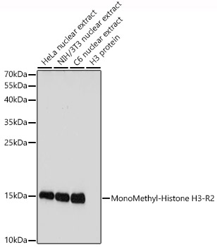 MonoMethyl-Histone H3-R2 Rabbit pAb