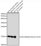 Western blot - MonoMethyl-Histone H3-R2 Rabbit pAb (A3154)