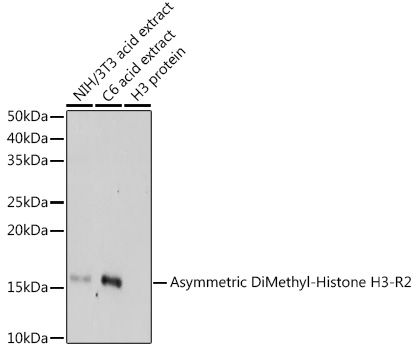 Asymmetric DiMethyl-Histone H3-R2 Rabbit pAb
