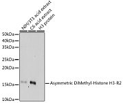 Western blot - Asymmetric DiMethyl-Histone H3-R2 Rabbit pAb (A3155)