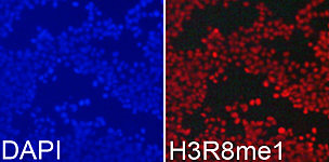 Western blot - MonoMethyl-Histone H3-R8 Rabbit pAb (A3156)