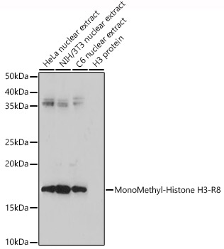 MonoMethyl-Histone H3-R8 Rabbit pAb