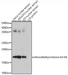 Western blot - MonoMethyl-Histone H3-R8 Rabbit pAb (A3156)