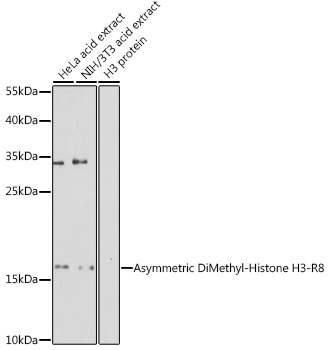 Asymmetric DiMethyl-Histone H3-R8 Rabbit pAb