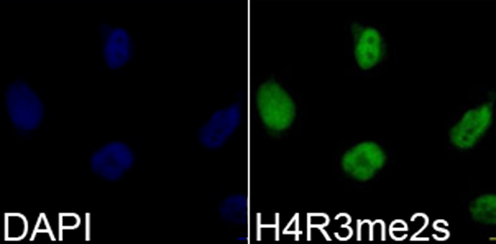 ABclonal:Immunofluorescence - Symmetric DiMethyl-Histone H4-R3 Rabbit pAb (A3159)