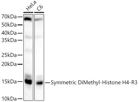 ABclonal:Western blot - Symmetric DiMethyl-Histone H4-R3 Rabbit pAb (A3159)}