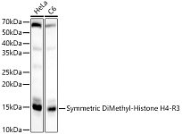 Western blot - Symmetric DiMethyl-Histone H4-R3 Rabbit pAb (A3159)