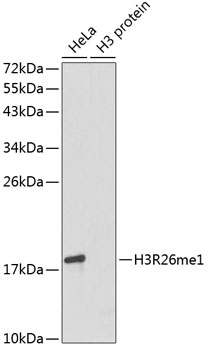 MonoMethyl-Histone H3-R26 Rabbit pAb