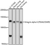 Western blot - Integrin alpha 6 (ITGA6/CD49f) Rabbit pAb (A3236)
