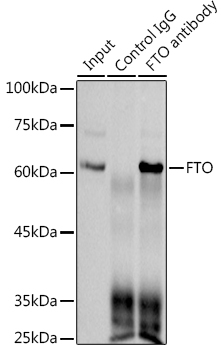 FTO Rabbit mAb