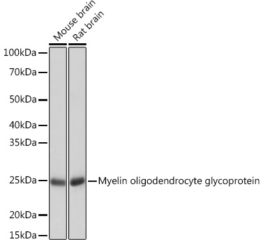 Myelin oligodendrocyte glycoprotein Rabbit mAb