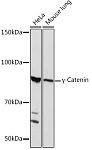 Western blot - γ-Catenin Rabbit mAb (A4157)