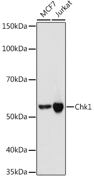 Chk1 Rabbit mAb