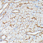 Western blot - CD225/IFITM1 Rabbit pAb (A4228)
