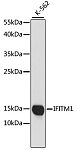 Western blot - CD225/IFITM1 Rabbit pAb (A4228)