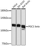 Western blot - PGC1 beta Rabbit mAb (A4331)