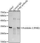 Western blot - Prohibitin 2 (PHB2) Rabbit pAb (A4504)