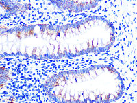 Western blot - Cytochrome C Rabbit mAb (A4912)