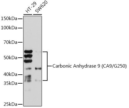 Carbonic Anhydrase 9 (CA9/G250) Rabbit mAb