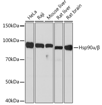 Hsp90α/β Rabbit mAb