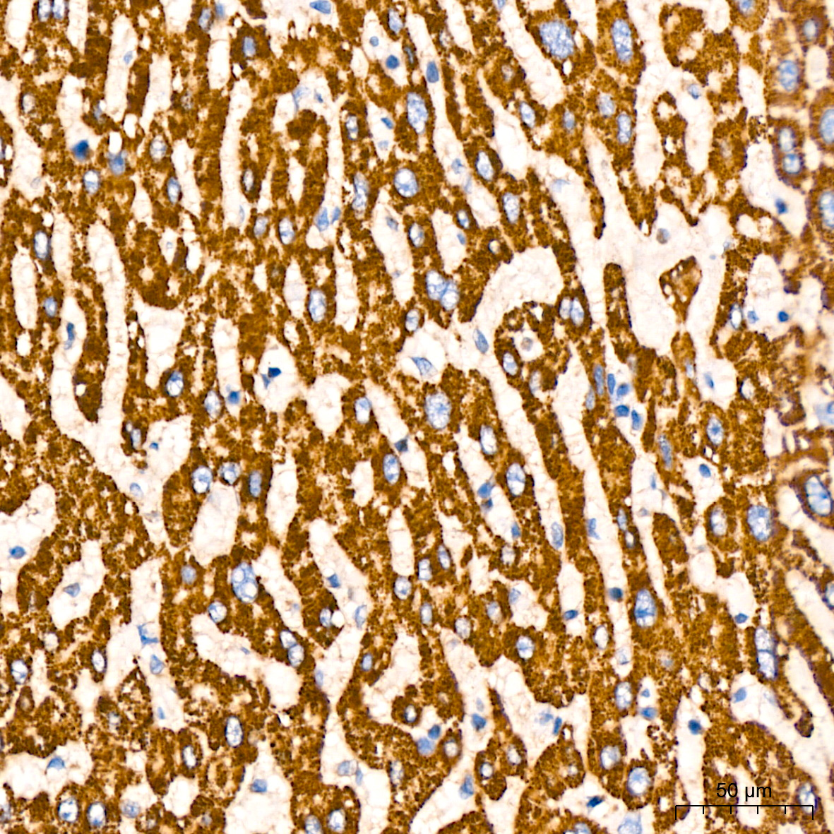 GLUD1 Rabbit mAb