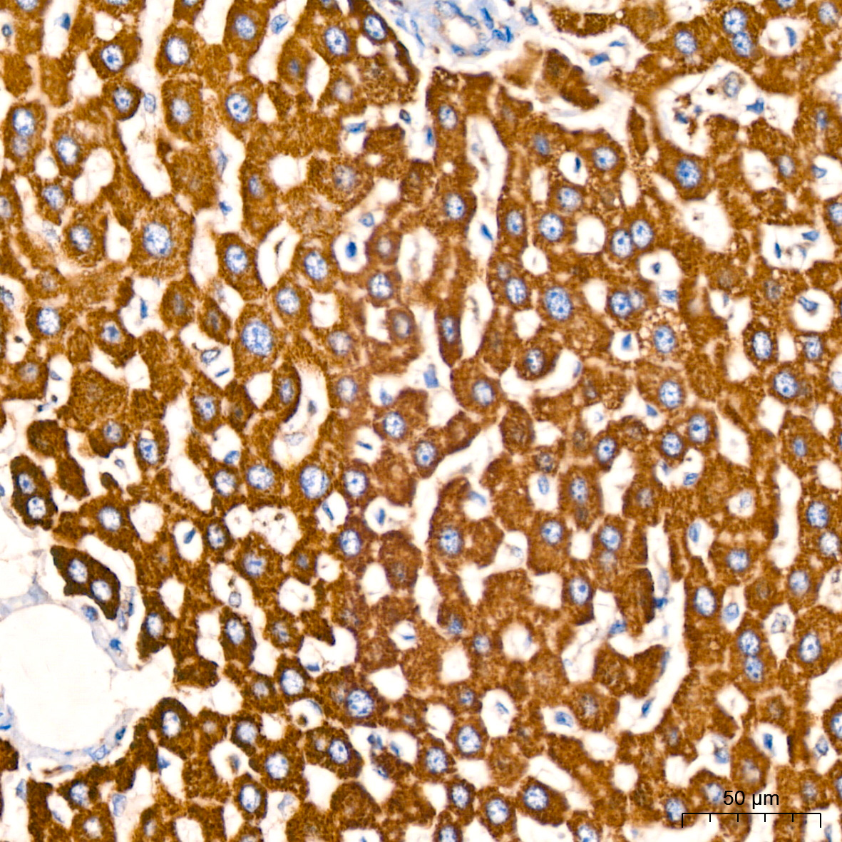 GLUD1 Rabbit mAb