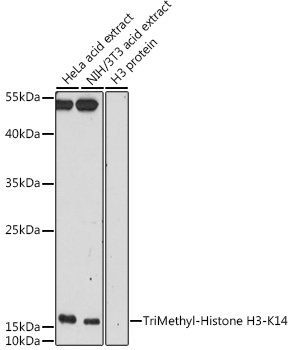 TriMethyl-Histone H3-K14 Rabbit pAb