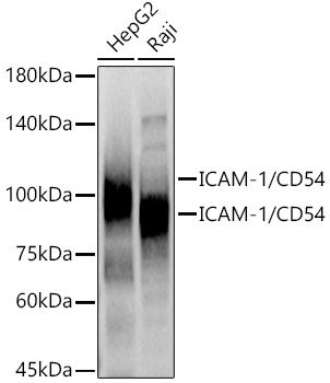 ICAM-1/CD54 Rabbit pAb