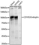 Western blot - CD105/Endoglin Rabbit pAb (A5639)