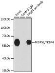 Western blot - FKBP52/FKBP4 Rabbit pAb (A5643)