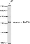 Western blot - Aquaporin-4 (AQP4) Rabbit pAb (A5665)