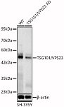 Western blot - TSG101/VPS23 Rabbit mAb (A5789)