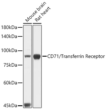 CD71/Transferrin Receptor Rabbit pAb