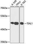 Western blot - TIAL1 Rabbit pAb (A6075)