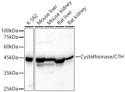 Cystathionase/CTH Rabbit pAb