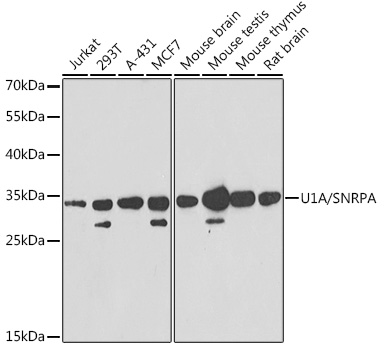 U1A/SNRPA Rabbit pAb