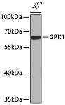Western blot - GRK1 Rabbit pAb (A6497)