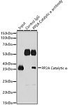 Western blot - PP2A Catalytic α Rabbit pAb (A6702)