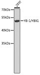 Western blot - YB-1/YBX1 Rabbit pAb (A6799)
